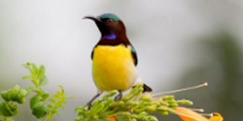 Δείτε τα ομορφότερα πολύχρωμα και σπάνια πουλιά του κόσμου [εικόνες]