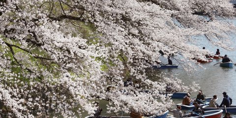 Οι κερασιές ανθίζουν και φέτος στο αυτοκρατορικό πάρκο στο Τόκιο -Φωτογραφία: AP Photo/Koji Sasahara