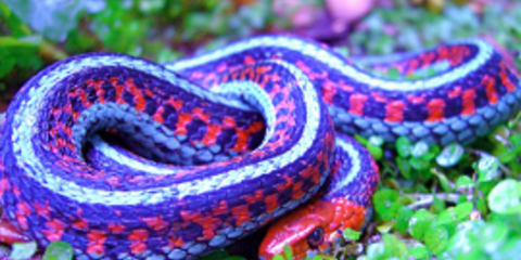 Γνωρίστε εκ του ασφαλούς τα δέκα πιο εντυπωσιακά φίδια του κόσμου [εικόνες]