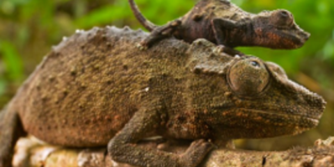 Σπάνιος χαμαιλέοντας πυγμαίος εντοπίστηκε από ερευνητές του Χάρβαρντ [εικόνες] 