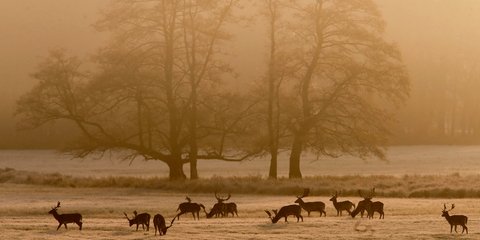 Ελάφια αντικρίζουν την αυγή, στην Φρανκφούρτη της Γερμανίας -Φωτογραφία: AP Photo/Michael Probst