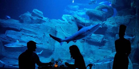 Δείπνο κάτω από τη θάλασσα... 