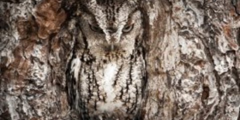 Κόβουν την ανάσα οι φωτογραφίες από το νέο διαγωνισμό του National Geographic [εικόνες]