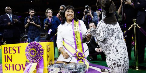 Καλλιστεία σκύλων: Ο μεγάλος νικητής 