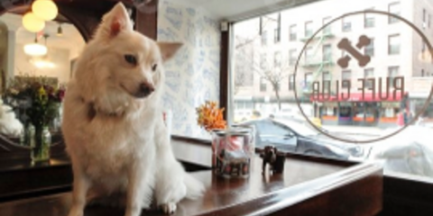 Κυριλέ μπαρ για σκύλους στο κέντρο της Νέας Υόρκης [εικόνες] 