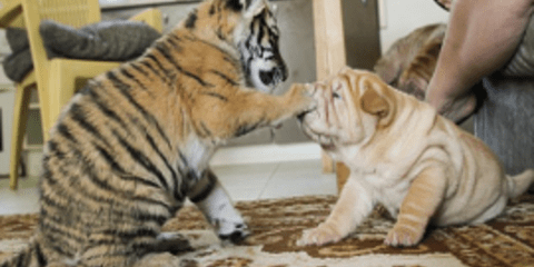 Θυληκό Σαρ-Πέι υιοθέτησε δύο μικρά τιγράκια Σιβηρίας [εικόνες]