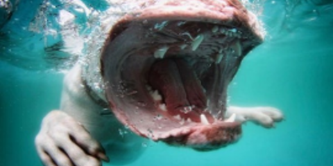 Σκυλάκια στα βαθιά - Οι απίστευτες φωτογραφίες του Σεθ Κάστελ