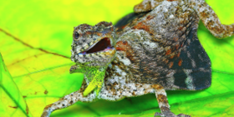 Ιπτάμενες σαύρες - δράκοι στις ζούγκλες της Ασίας [εικόνες]