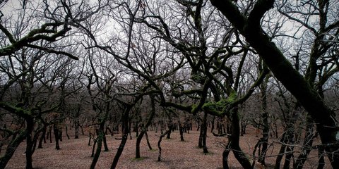 Φολόη, το περίφημο δρυοδάσος της Ηλείας