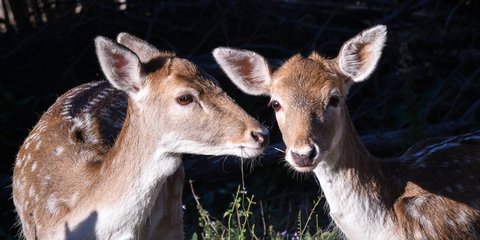 Ελάφια σε φάρμα της ορεινής Ηλείας -Φωτογραφία: ΑΝΤΩΝΗΣ ΝΙΚΟΛΟΠΟΥΛΟΣ/EUROKINISSI