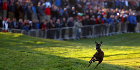 Απρόσκλητος επισκέπτης στο γήπεδο: Ενα ελάφι αποζητά τα 15 λεπτά δημοσιότητας