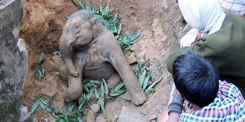 Περιπέτεια με ευτυχές τέλος για τον μικρό ελέφαντα.