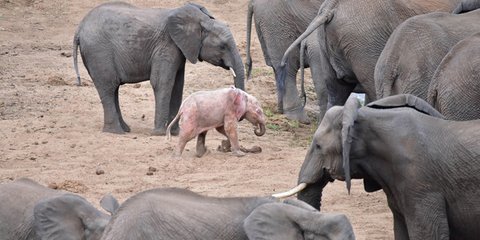 Ελέφαντας αλμπίνο... 