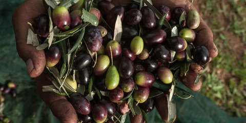 Το παραδοσιακό μάζεμα της ελιάς στα Μεσόγεια Αττικής - Φωτογραφία: Intimenews/ΛΙΑΚΟΣ ΓΙΑΝΝΗΣ