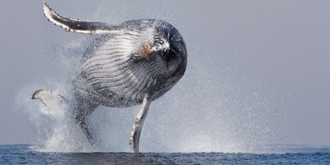 Κι όμως οι φάλαινες πετούν