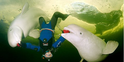 Ενας δύτης που το λέει η καρδιά του 