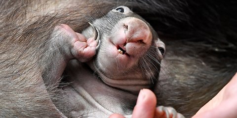 Νεογέννητο φασκωλόμυς χαμογελά από τον μάρσιπο της μητέρας του στο ζωολογικό κήπο του Ντούισμπουργκ της Γερμανίας -Φωτογραφία: AP Photo/Martin Meissner