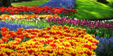 Όλη η ομορφιά της Άνοιξης συγκεντρωμένη στον εθνικό κήπο της Ολλανδίας [εικόνες] 