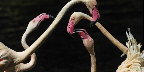 Πανέμορφα φλαμίνγκο στην Κίνα... 