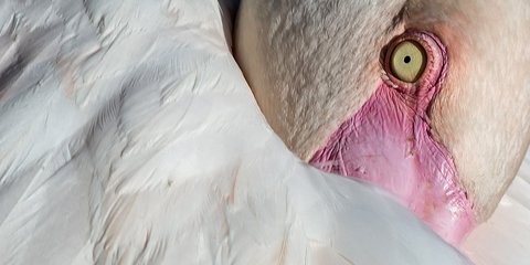 Ενα (αληθινό) ροζ φλαμίνγκο χαλαρώνει...