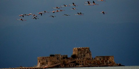 Μαγική εικόνα στο Ναύπλιο -Κοπάδι 27 φλαμίνγκο πάνω από το Μπούρτζι -Φωτογραφία: EUROKINISSI