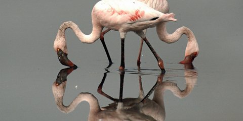 Διψασμένα φλαμίνγκος... 