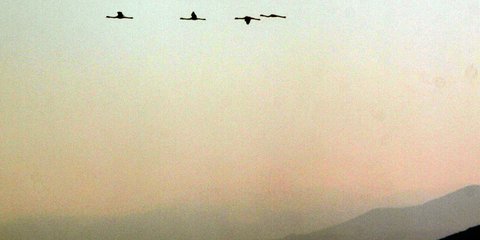 Φλαμίνγκο στον αργολικό ουρανό... 