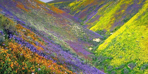 Η "κοιλάδα των λουλουδιών" είναι ένας Εθνικό Δρυμός στην Ινδία, ψηλά στα δυτικά Ιμαλάια και είναι γνωστή για τα λιβάδια με τα ενδημικά αλπικά λουλούδια και την εξαιρετική φυσική ομορφιά. 