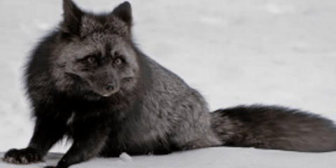 Η φύση τα... έβαψε μαύρα - Όταν η μελανίνη δημιουργεί νέα είδη [εικόνες]