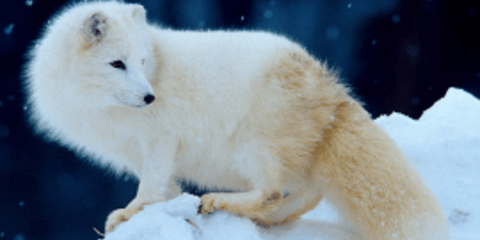 Οι Αρκτικές αλεπούδες εκπέμπουν SOS