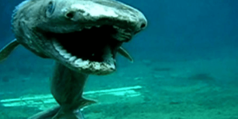 Κροσσωτός καρχαρίας: Το κήτος που σταμάτησε το χρόνο  