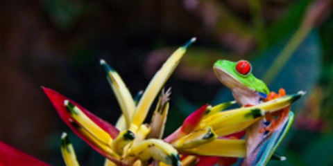 Απίστευτο αμφίβιο αποφεύγει το νερό - Ο παράξενος βάτραχος αρλεκίνος [εικόνες] 