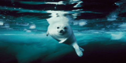 Εντυπωσιακές υποθαλάσσιες φωτογραφίες απ' όλο τον κόσμο [εικόνες]  