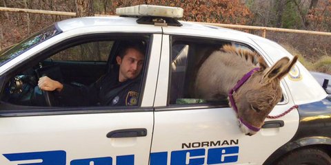 Γάιδαρος στο περιπολικό... 