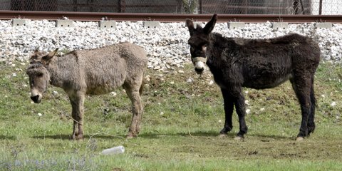 Οι ακούραστοι εργάτες της ελληνικής επαρχίας -Δύο γαϊδουράκια στα περίχωρα της Τρίπολης