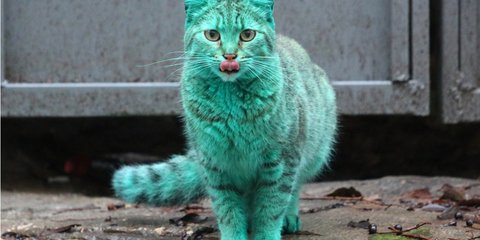 H γαλαζοπράσινη γάτα της Βουλγαρίας