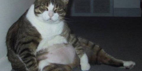 Απίστευτες εικόνες με γάτες που δεν μπορούν να κουνηθούν από το πάχος 