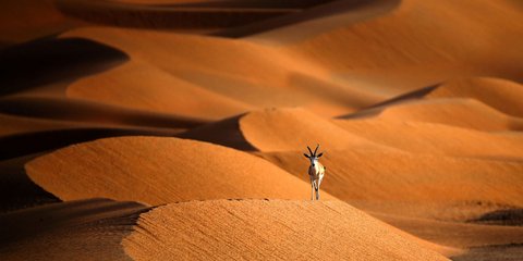 Μια γαζέλα της ερήμου -Στα σύνορα της Σαουδικής Αραβίας με το Ομάν... 