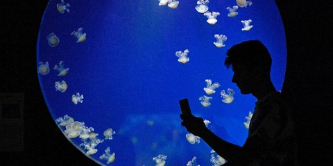 Στον Κορινθιακό τις μέδουσες τις ξορκίζουν, στη Γερμανία βγάζουν σέλφις μαζί τους - Φωτογραφία: AP Photo/Martin Meissner