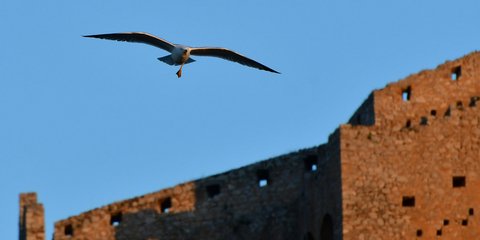 Ενας διαφορετικός γλάρος στο Ναύπλιο