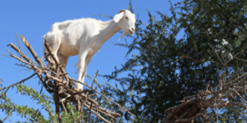 Απίστευτο: Κατσίκες ακροβάτες σκαρφαλώνουν στα κλαδιά των δέντρων [εικόνες]