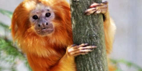 Ο σπάνιος χρυσός πίθηκος του Ατλαντικού μοιάζει με... λιοντάρι [εικόνες] 