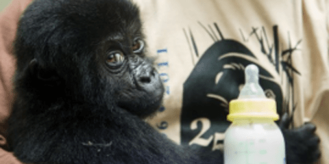 Oρφανά γοριλάκια πήρε υπό την προστασία το Εθνικό Πάρκο του Κονγκό [εικόνες]