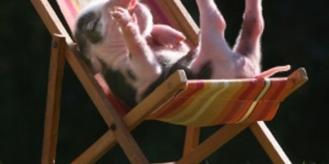 Συναγερμός στον ζωολογικό κήπο: Σφίξαν οι ζέστες! [εικόνες]