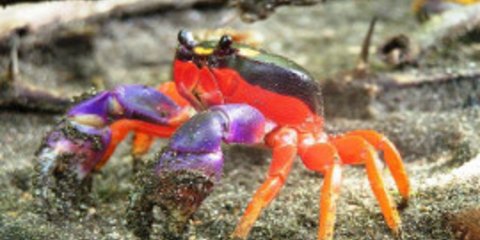 Εντυπωσιακά καβούρια της στεριάς και της θάλασσας που δε θα δείτε ποτέ απο κοντά [εικόνες]