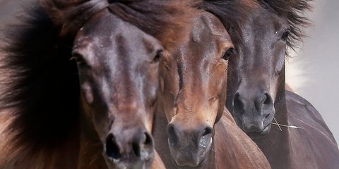Καθαρόαιμα ισλανδικά άλογα  παίζουν ανέμελα, στη Φρανκφούρτη -Φωτογραφία: AP Photo/Michael Probst