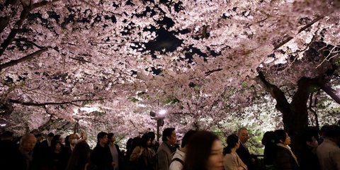 Ανοιξη στην Ιαπωνία: Οι κερασιές άνθισαν και φέτος - Φωτογραφία: AP Photo/Eugene Hoshiko
