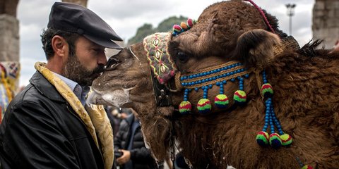 Φεστιβάλ... καμήλας στην Τουρκία!