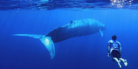  Κολυμπώντας με τους... γίγαντες -Μακροβούτια πλάι-πλάι με μπλε φάλαινες στη Σρι Λάνκα