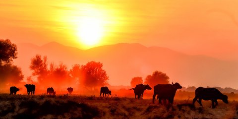 Νεροβούβαλοι στη λίμνη Κερκίνη